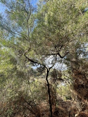 Acacia mucronata