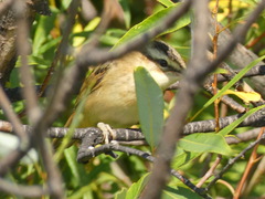 Acrocephalus schoenobaenus