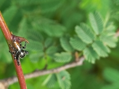 Thyene imperialis