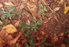 Goodyera pubescens