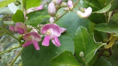 Phaseolus polystachios