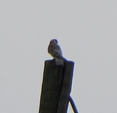 Falco vespertinus