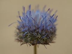 Jasione