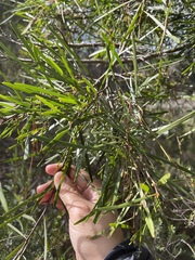 Acacia mucronata