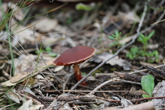 Cortinarius persplendidus