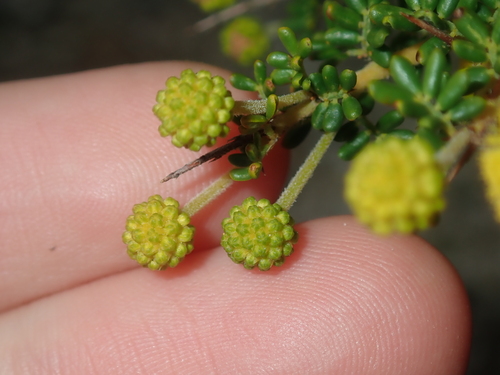 Image of Acacia lasiocarpa by (c) Thomas Mesaglio, some rights reserved (CC BY)