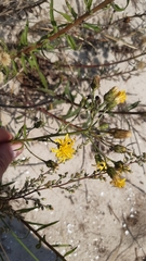 Hieracium umbellatum