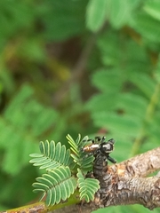Thyene imperialis