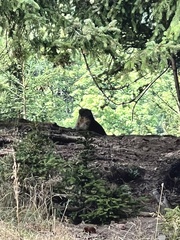 Marmota marmota