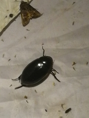 Hydrophilus piceus