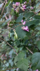 Phaseolus polystachios