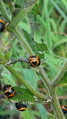 Labidomera clivicollis