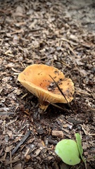 Lactifluus