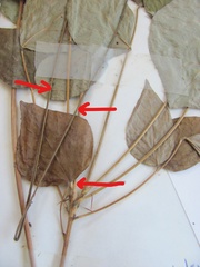 Hylodesmum glutinosum