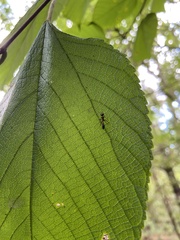 Pseudomyrmex gracilis