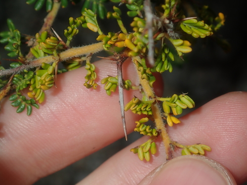 Image of Acacia lasiocarpa by (c) Thomas Mesaglio, some rights reserved (CC BY)