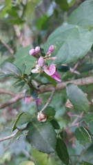 Phaseolus polystachios