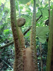 Cyathea arborea