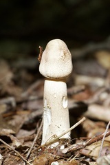 Hypomyces hyalinus