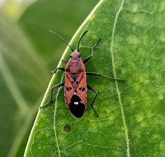 Spilostethus pandurus