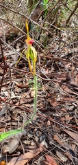 Caladenia longiclavata