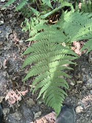 Dryopteris marginalis