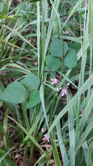 Phaseolus polystachios