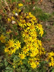 Jacobaea
