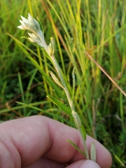 Pseudognaphalium obtusifolium