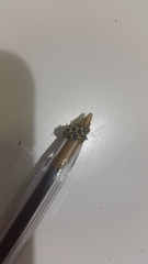 Astylus atromaculatus