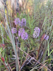 Polygala brevifolia