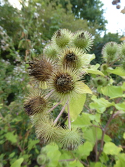 Arctium lappa