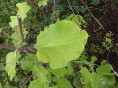 Arctium lappa