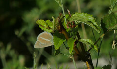 Polyommatus damon