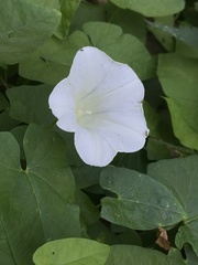 Calystegia sepium