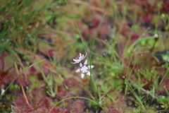 Wurmbea dioica