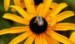 Melissodes trinodis