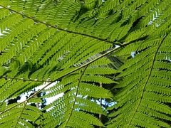 Cyathea arborea