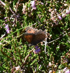 Erebia pronoe