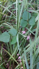 Phaseolus polystachios