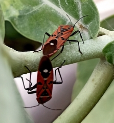 Spilostethus pandurus