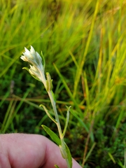 Pseudognaphalium obtusifolium