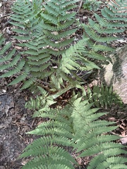 Dryopteris marginalis