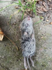 Clethrionomys glareolus