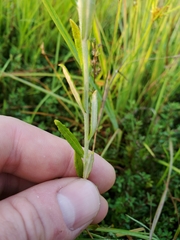 Pseudognaphalium obtusifolium