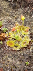 Drosera glanduligera