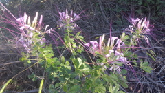Cleome
