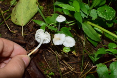 Hygrophorus