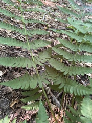 Dryopteris marginalis
