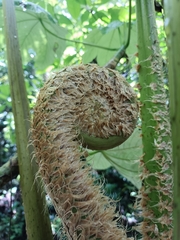 Cyathea arborea